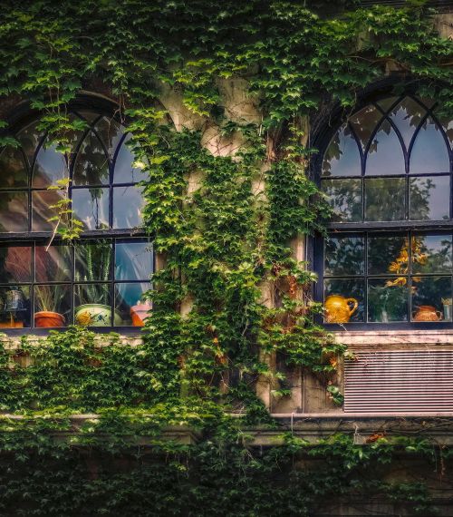 Gothic arched windows on ivy-covered wall with terracotta pots, evoking nature's blend with architecture.